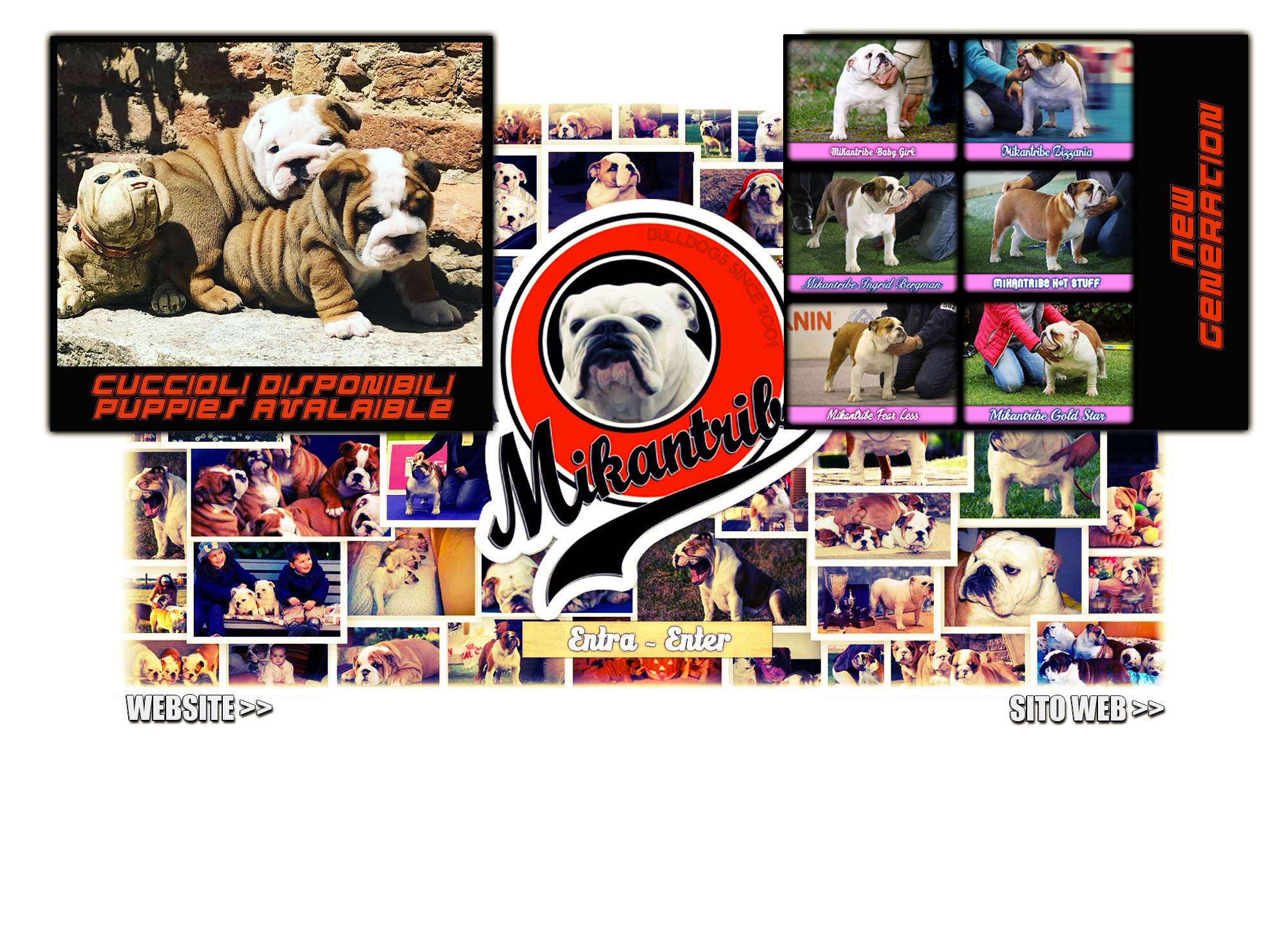 allevamento mikantribe cuccioli bulldog inglese